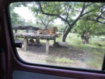 Первый раз за границу:  БКК -Самуи на месяц авг-сент 2011