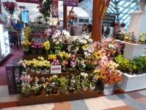 Первый раз за границу:  БКК -Самуи на месяц авг-сент 2011