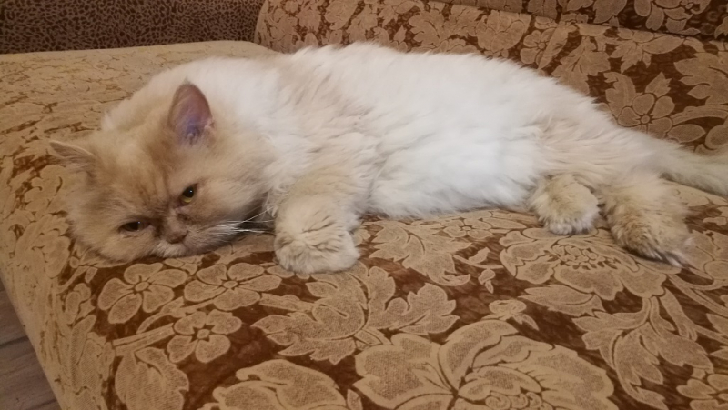 Кошки в нашей жизни. Кошки и все, что с ними связано.