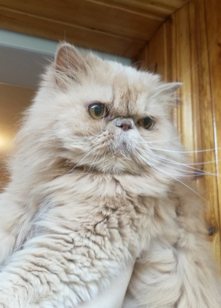 Кошки в нашей жизни. Кошки и все, что с ними связано.