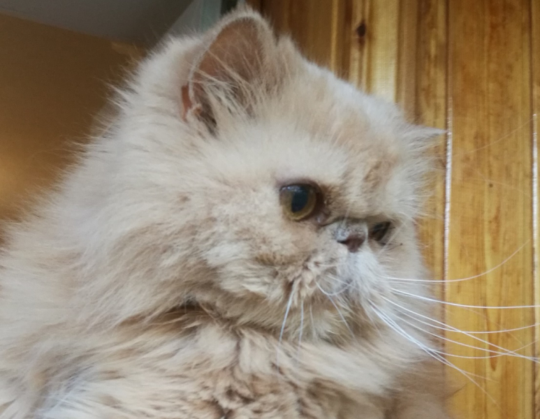 Кошки в нашей жизни. Кошки и все, что с ними связано.