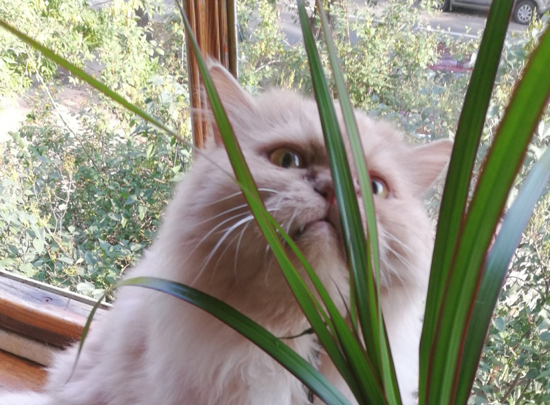 Кошки в нашей жизни. Кошки и все, что с ними связано.