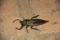 Как мы увидели Мьянму, а она нас. Осень 2011.