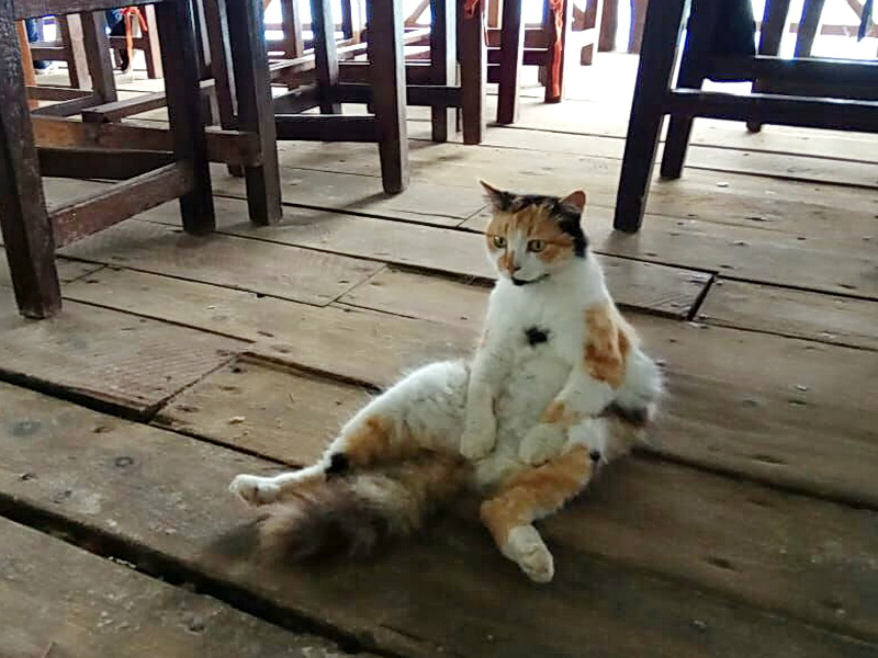 Кошки в нашей жизни. Кошки и все, что с ними связано.