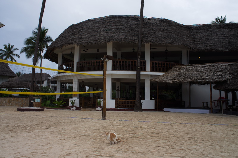 Кошки в нашей жизни. Кошки и все, что с ними связано.