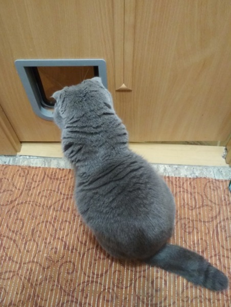 Кошки в нашей жизни. Кошки и все, что с ними связано.