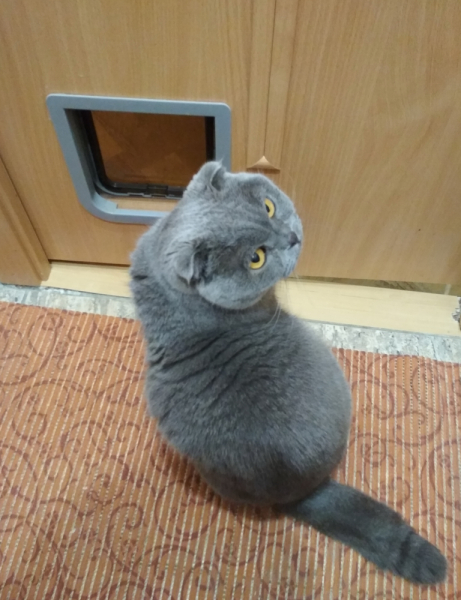 Кошки в нашей жизни. Кошки и все, что с ними связано.