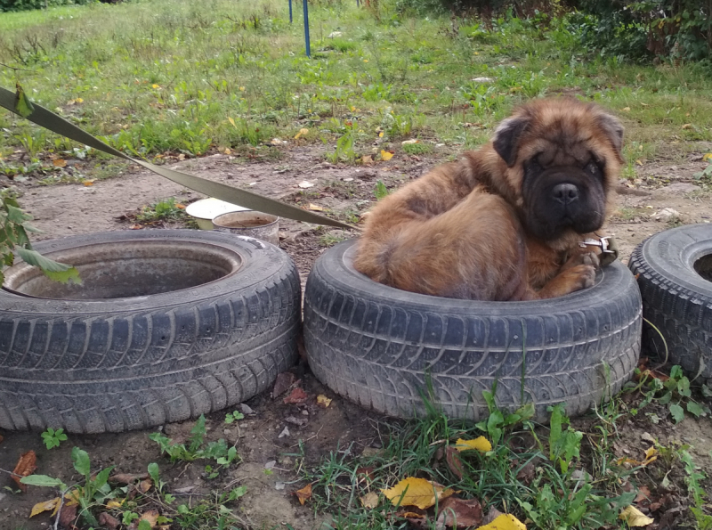 Кошки в нашей жизни. Кошки и все, что с ними связано.