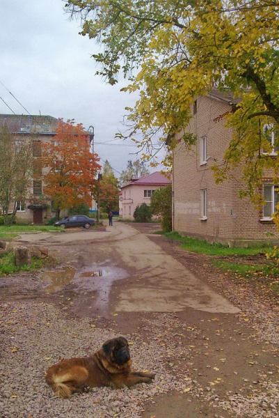 Кошки в нашей жизни. Кошки и все, что с ними связано.