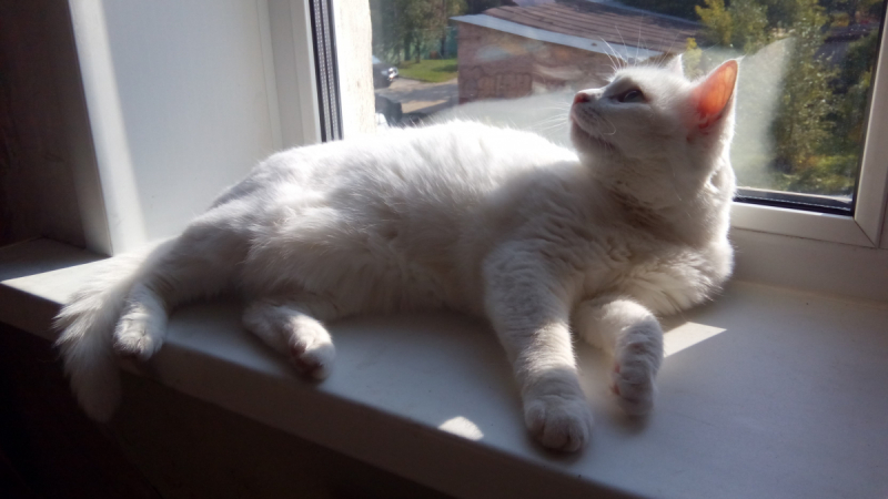 Кошки в нашей жизни. Кошки и все, что с ними связано.