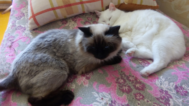 Кошки в нашей жизни. Кошки и все, что с ними связано.