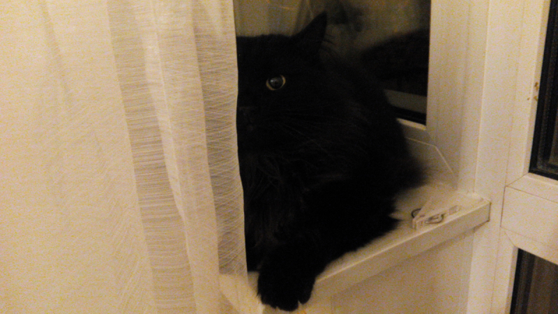 Кошки в нашей жизни. Кошки и все, что с ними связано.