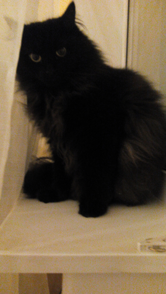 Кошки в нашей жизни. Кошки и все, что с ними связано.