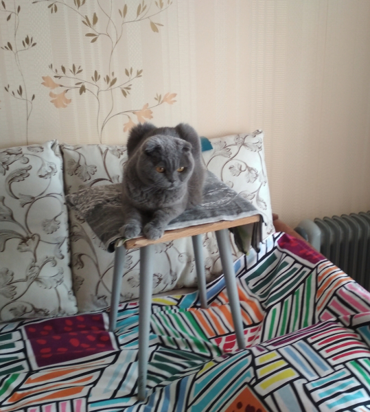 Кошки в нашей жизни. Кошки и все, что с ними связано.