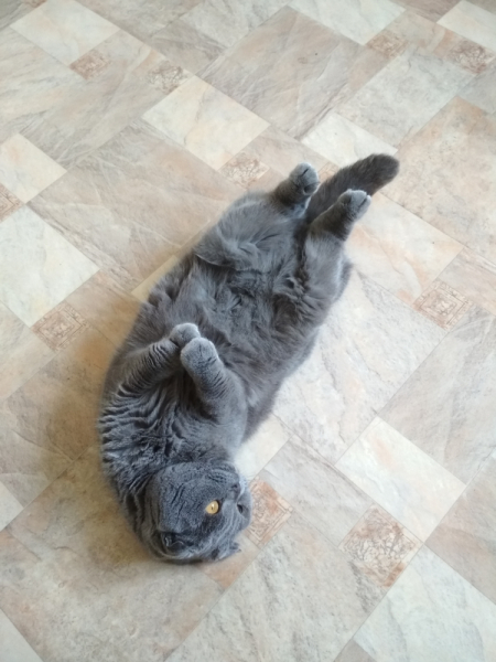 Кошки в нашей жизни. Кошки и все, что с ними связано.