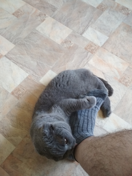 Кошки в нашей жизни. Кошки и все, что с ними связано.