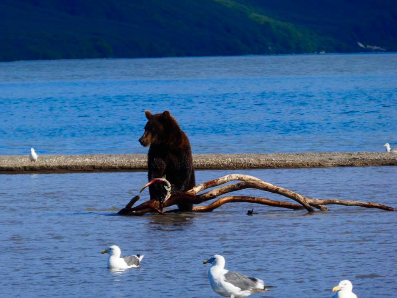 Дневник: 2 недели на Камчатке - вулканы, медведи, косатки и ... кедрач!