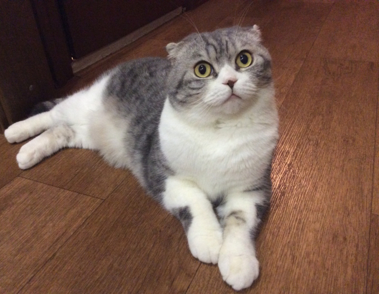 Кошки в нашей жизни. Кошки и все, что с ними связано.