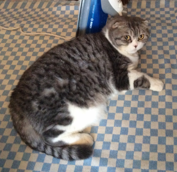 Кошки в нашей жизни. Кошки и все, что с ними связано.