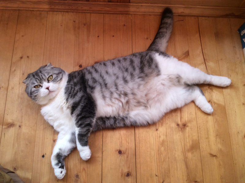 Кошки в нашей жизни. Кошки и все, что с ними связано.