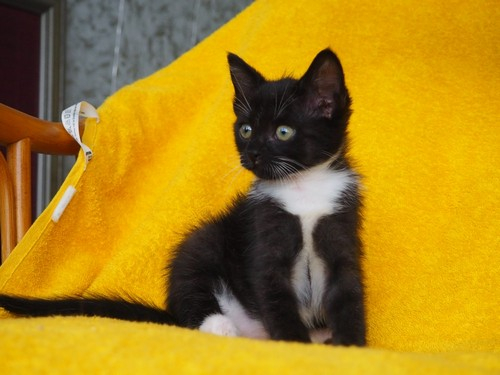 Кошки в нашей жизни. Кошки и все, что с ними связано.