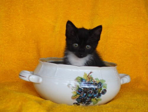 Кошки в нашей жизни. Кошки и все, что с ними связано.