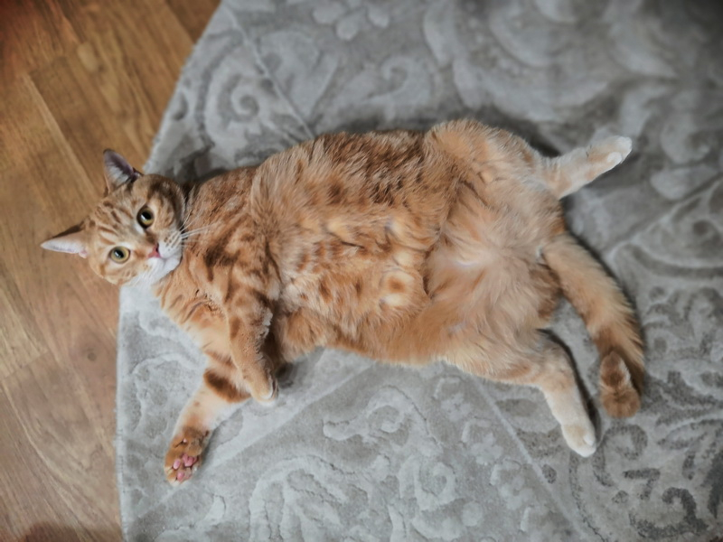 Кошки в нашей жизни. Кошки и все, что с ними связано.