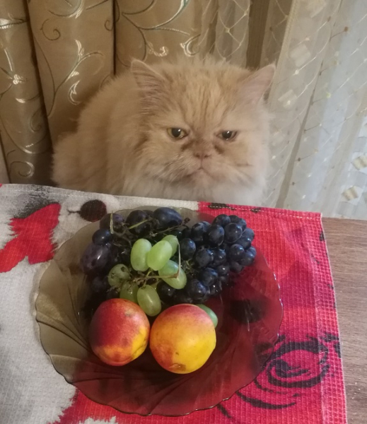 Кошки в нашей жизни. Кошки и все, что с ними связано.