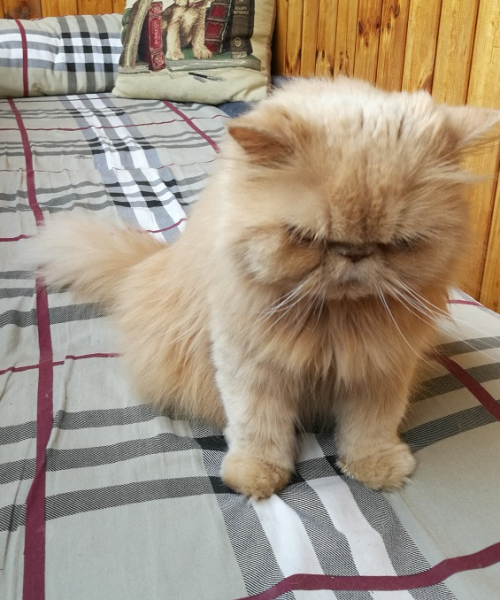 Кошки в нашей жизни. Кошки и все, что с ними связано.