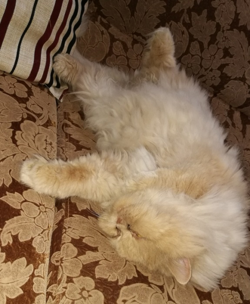 Кошки в нашей жизни. Кошки и все, что с ними связано.