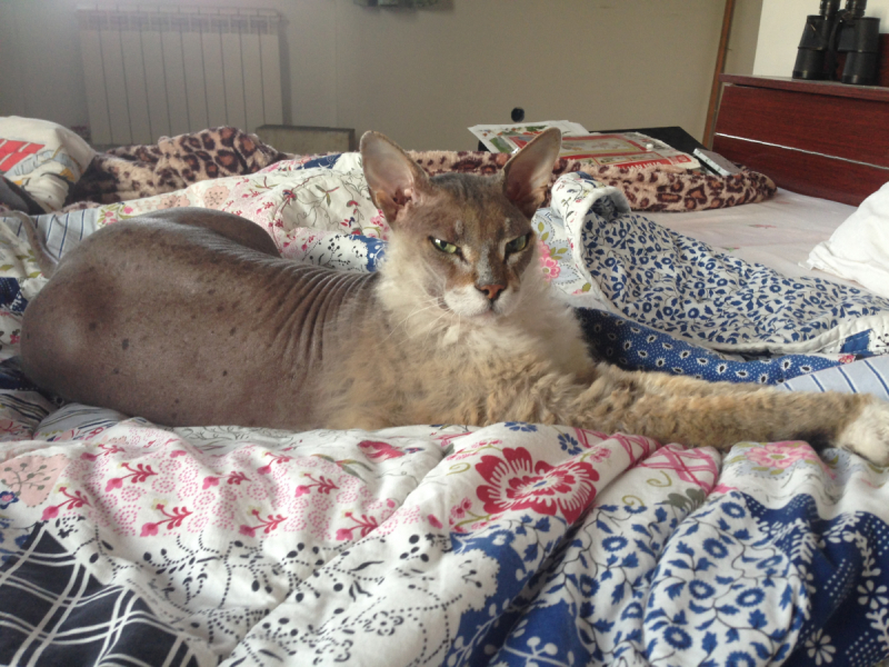 Кошки в нашей жизни. Кошки и все, что с ними связано.