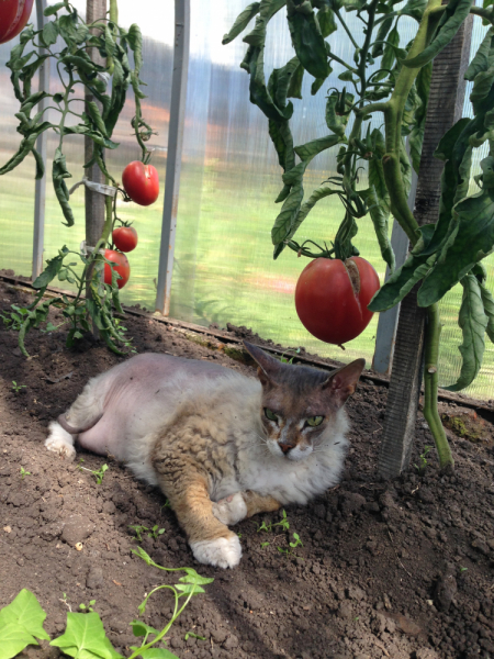 Кошки в нашей жизни. Кошки и все, что с ними связано.