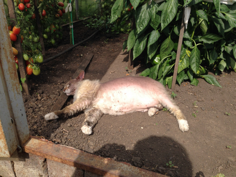 Кошки в нашей жизни. Кошки и все, что с ними связано.