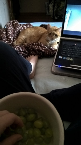 Кошки в нашей жизни. Кошки и все, что с ними связано.