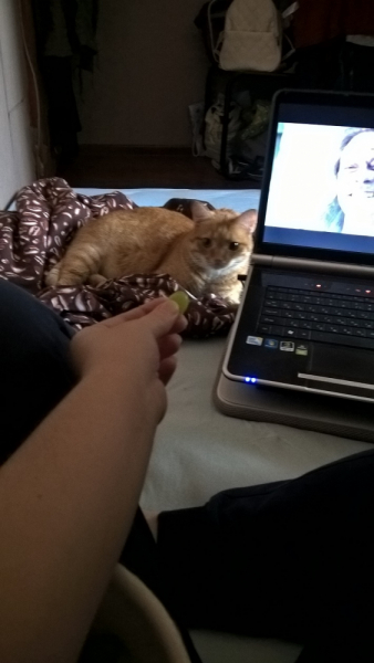 Кошки в нашей жизни. Кошки и все, что с ними связано.