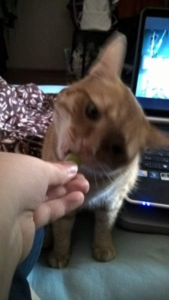 Кошки в нашей жизни. Кошки и все, что с ними связано.