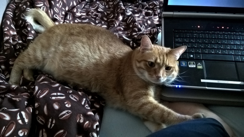 Кошки в нашей жизни. Кошки и все, что с ними связано.