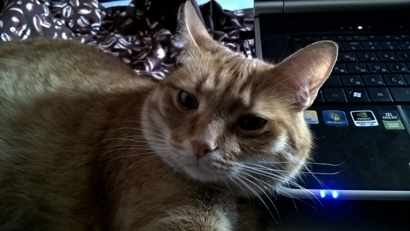 Кошки в нашей жизни. Кошки и все, что с ними связано.