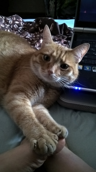 Кошки в нашей жизни. Кошки и все, что с ними связано.