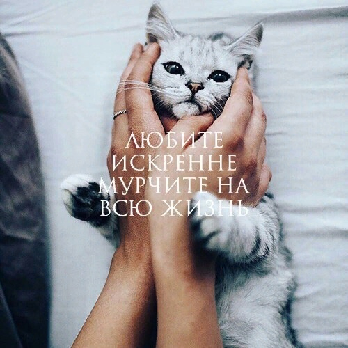 Кошки в нашей жизни. Кошки и все, что с ними связано.
