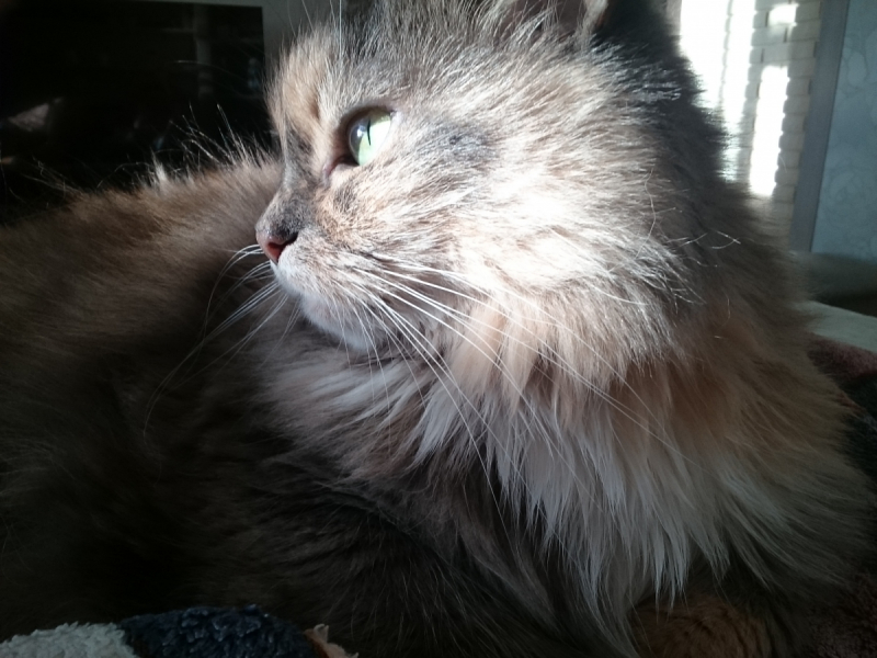 Кошки в нашей жизни. Кошки и все, что с ними связано.