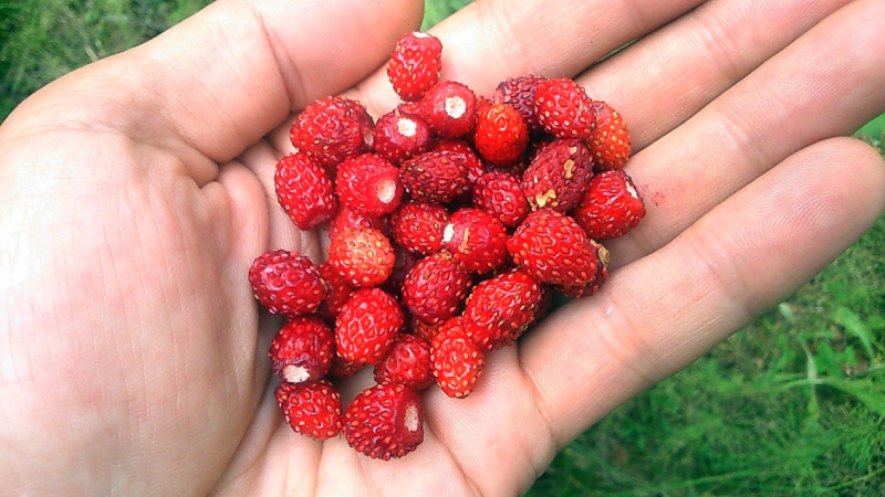 Как мы снимали ролик «Дикая кухня по-русски», или путешествие на подножном корму и даровой энергии солнца.