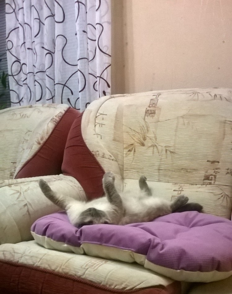 Кошки в нашей жизни. Кошки и все, что с ними связано.