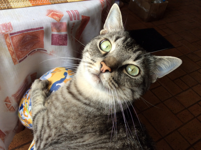 Кошки в нашей жизни. Кошки и все, что с ними связано.