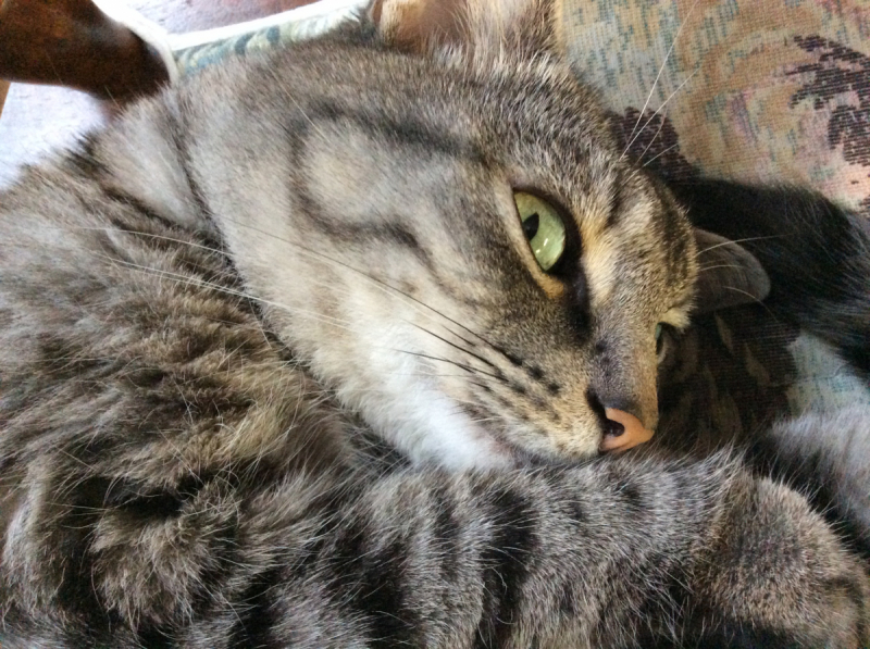 Кошки в нашей жизни. Кошки и все, что с ними связано.