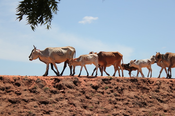 Север Шри Ланки/North Sri Lanka