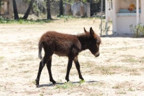 Север Шри Ланки/North Sri Lanka