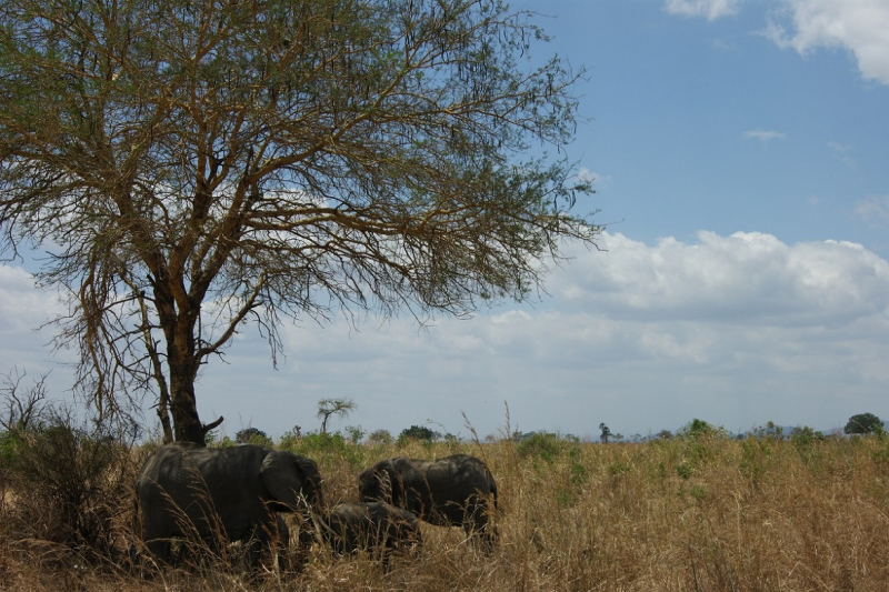 Танзания 2017: сафари в Микуми и Удзунгва Маунтинс, путешествие по Занзибар (цены, много фото и видео).