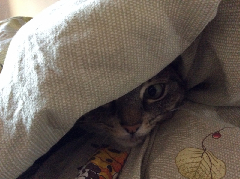 Кошки в нашей жизни. Кошки и все, что с ними связано.