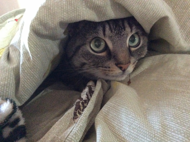 Кошки в нашей жизни. Кошки и все, что с ними связано.